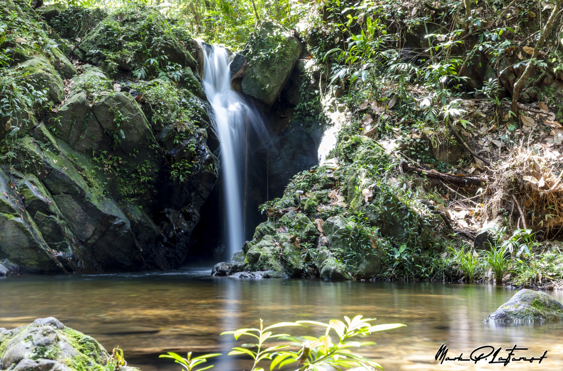 /gallery/central_america/Belize/Stann_Creek/cockscomb np/Cockscomb Basin Forest Reserve 2023-002_med.jpg